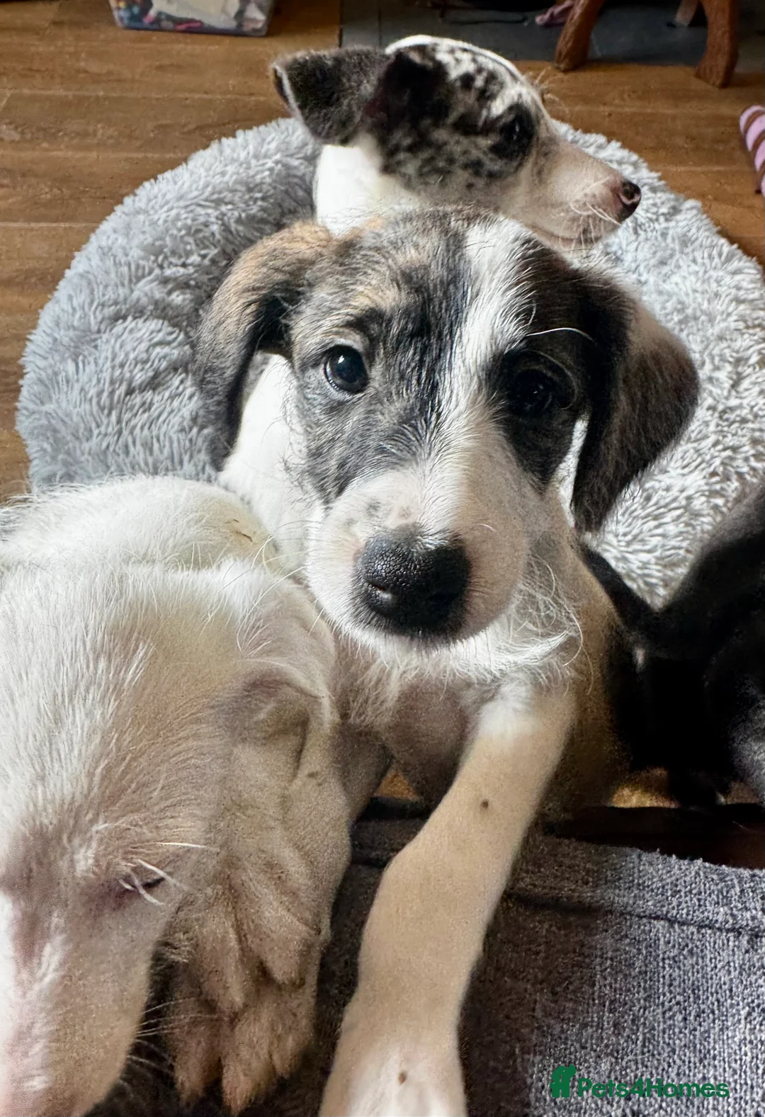 Mixed Breed dogs for sale: Whippet x Poodle READY NOW - Advert 16
