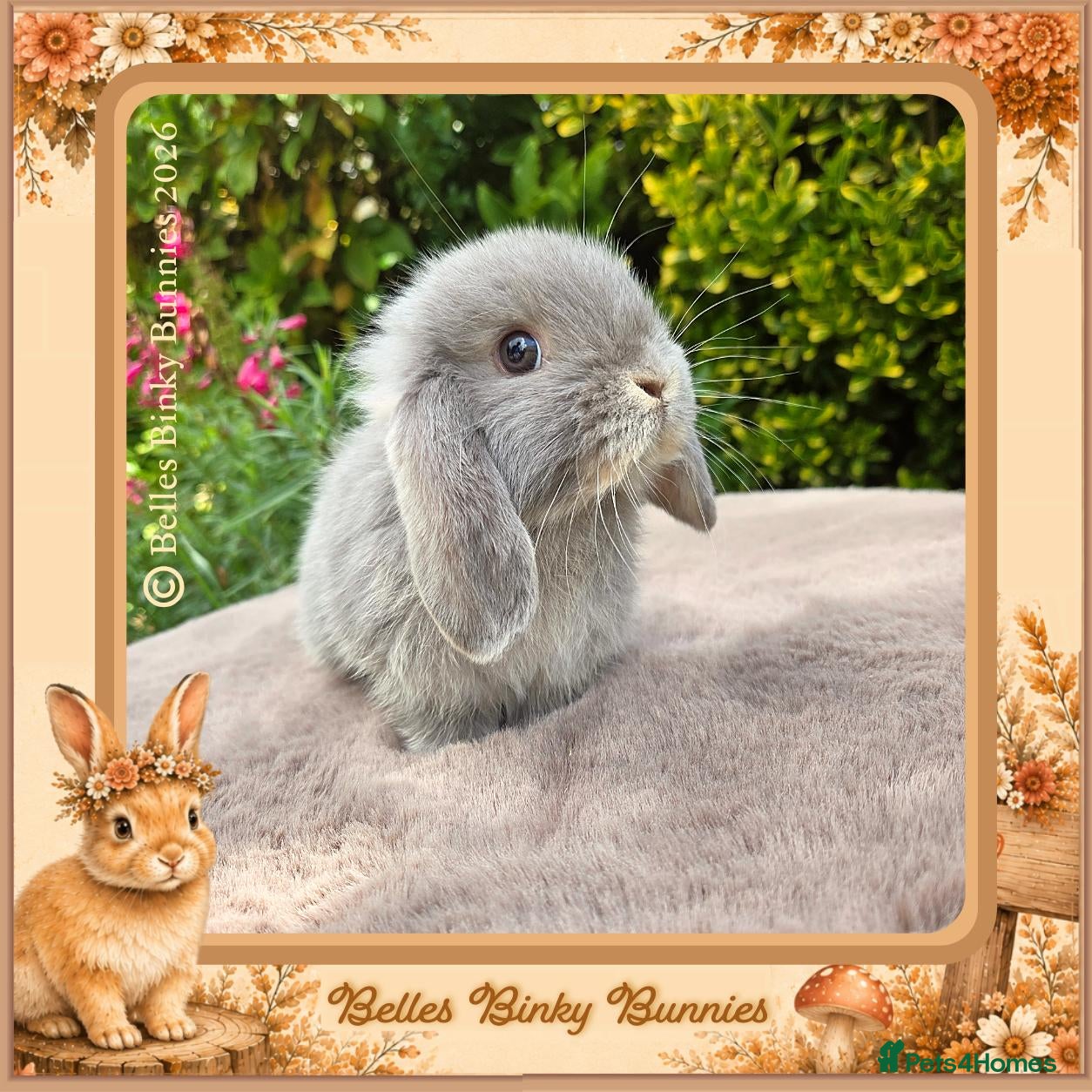 Mini Lop rabbits 🌻 Ready Now 🌻 Vaccinated Baby Girl & Boy 🌻 - Advert 1