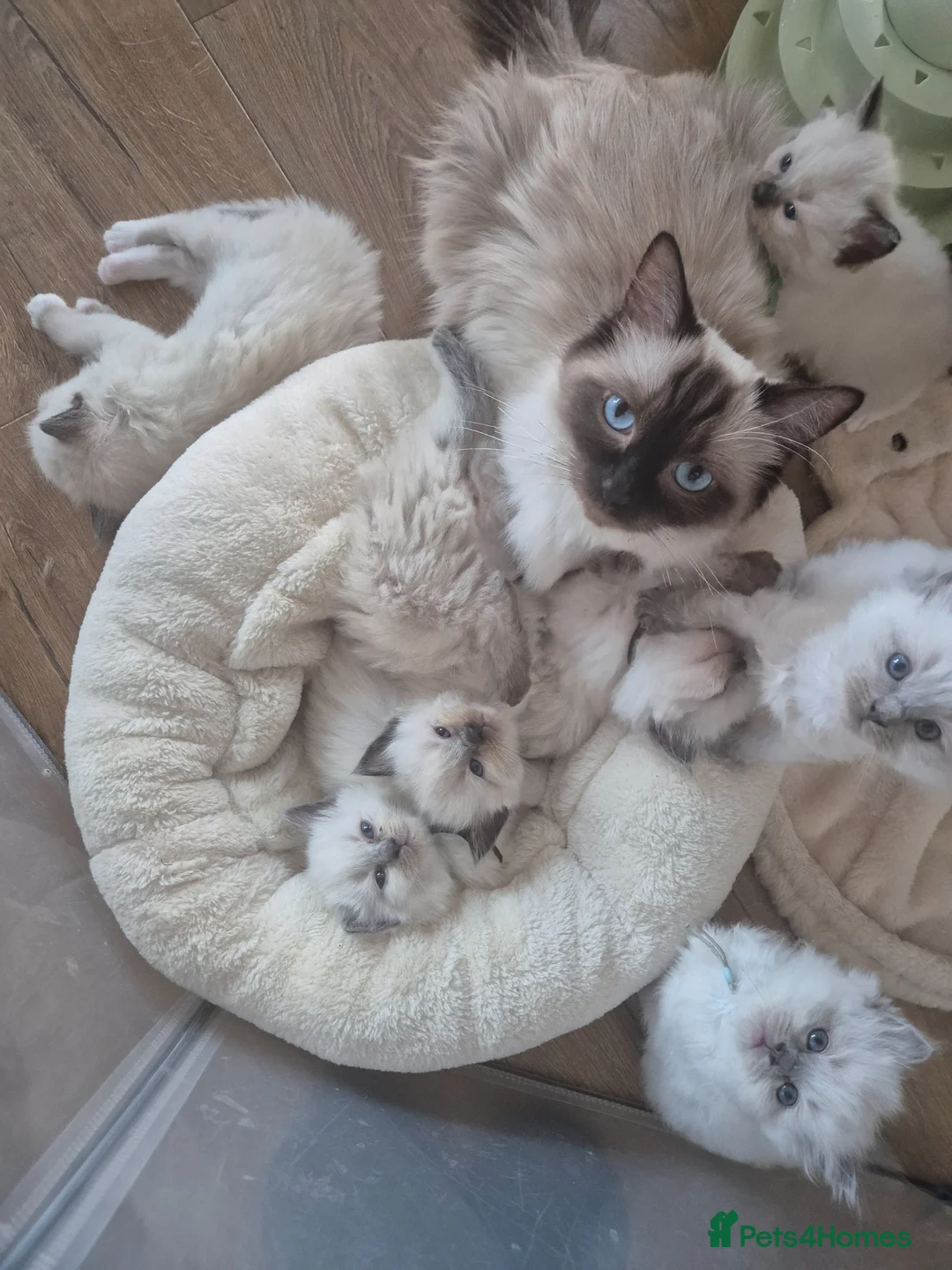 Ragdoll cats for sale: Beautiful ragdolls gccf and tica registered - Advert 36