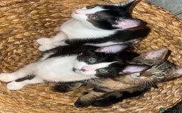 Mixed Breed cats for sale: 🚨😍BEAUTIFUL MALE KITTENS FOR SALE 🚨🥰 - Image 4
