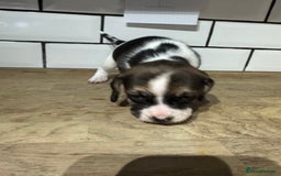 Beagle dogs for sale: Beautiful beagle puppies  - Advert 8