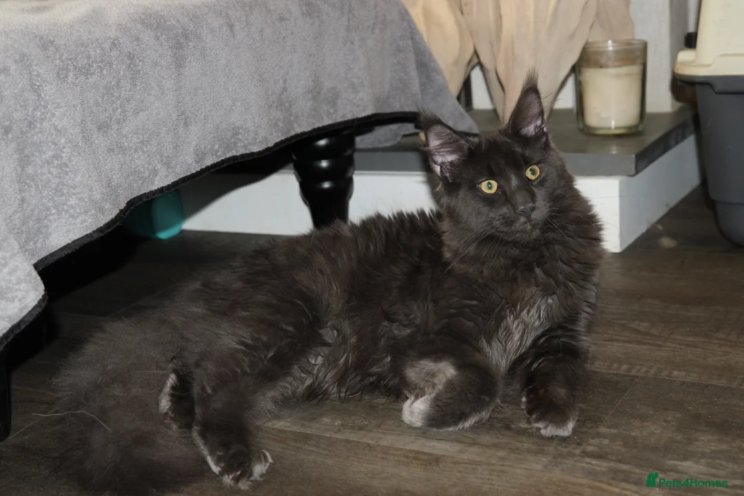 Maine Coon cats for sale:  Maine Coon Kittens Looking for Loving Homes 🐾 - Advert 4