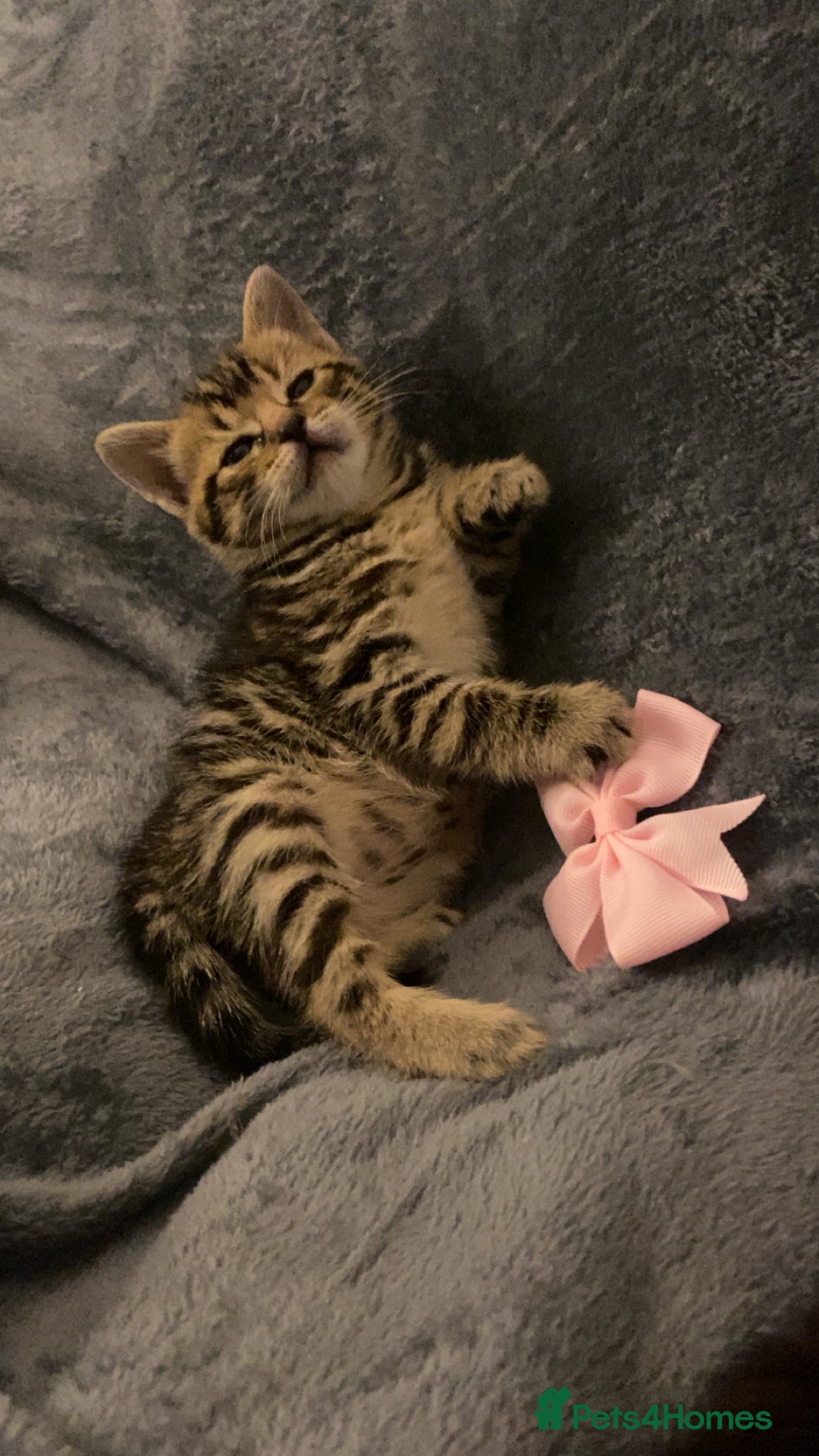 Mixed Breed cats for sale: Mixed bengal and Norwegian kittens  - Advert 12