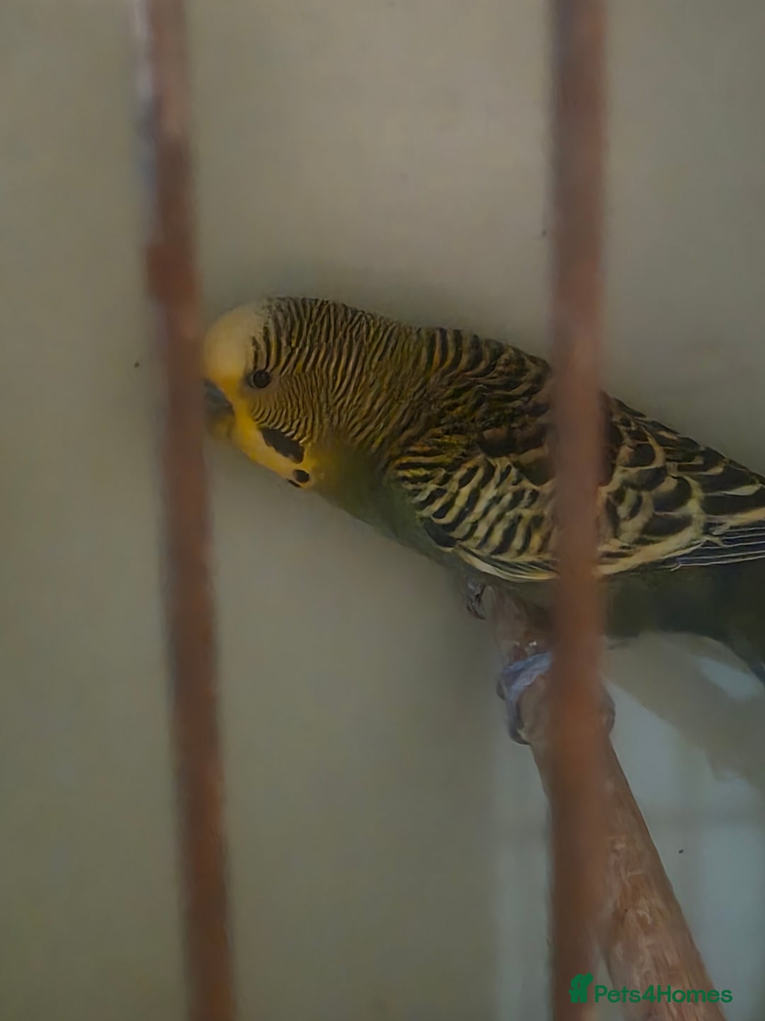 Budgerigars birds for sale: Proven Pair of latino budgies ( all yellow )  - Advert 6