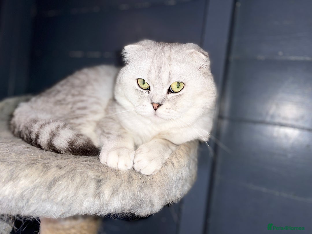 Scottish Fold cats for sale: Scotish Fold for Sale! Summer Holiday baby's! - Image 25