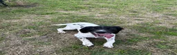 English Springer Spaniel dogs for sale: Female English Springer Spaniel  in Liverpool - Advert 2