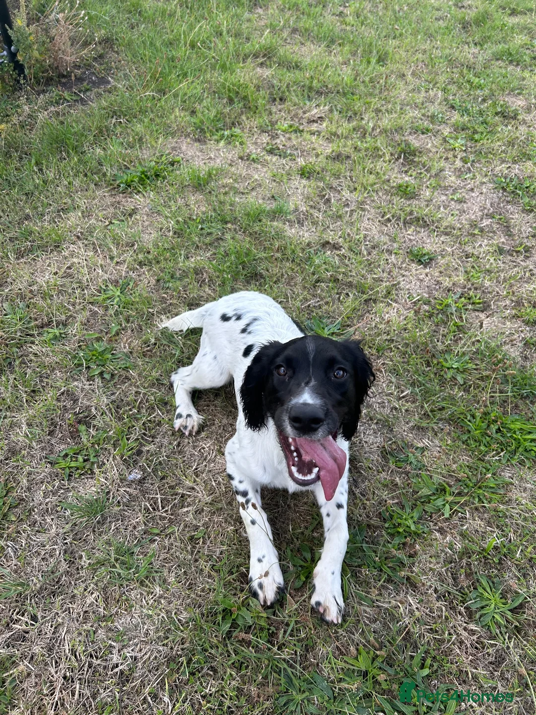 English Springer Spaniel dogs for sale: Female English Springer Spaniel  in Liverpool - Advert 2