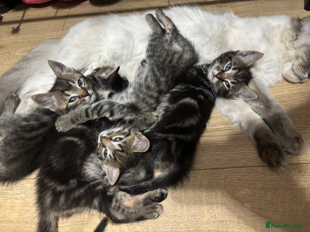 Ragdoll cats for sale: Kittens - Image 2