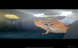 Mixed Breed dogs for sale: Our gorgeous German spitz Henry  - Image 3