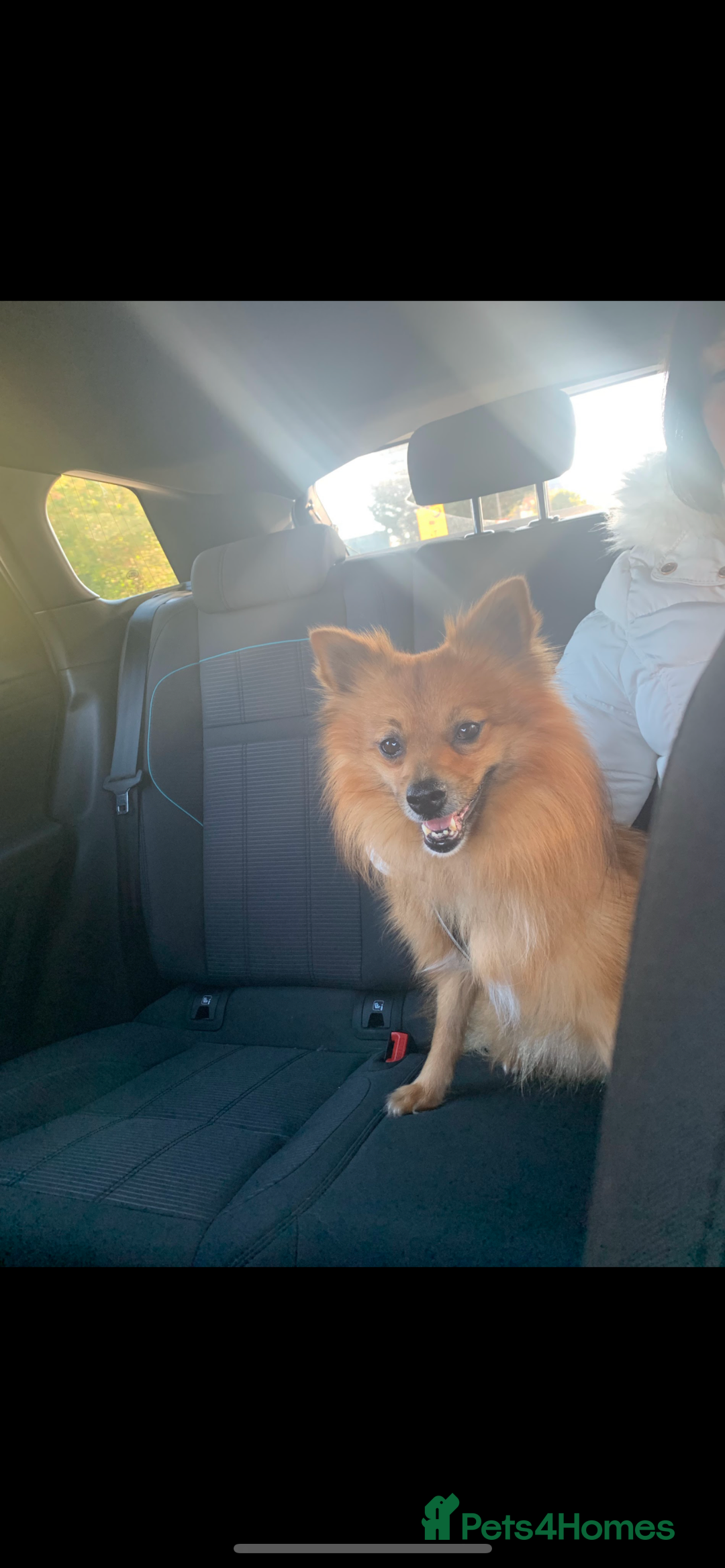 Mixed Breed dogs for sale: Our gorgeous German spitz Henry  - Image 3