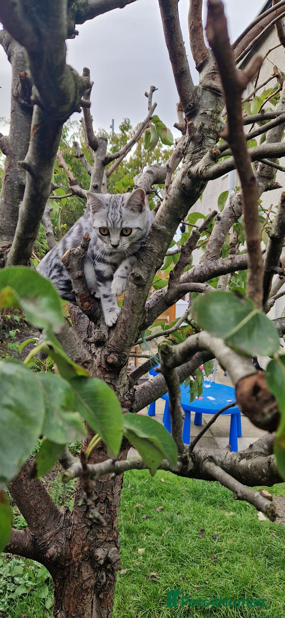 British Shorthair cats for sale: Lovely  British short hair kittens  - Image 20