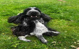 Cocker Spaniel dogs for sale: KC registered cocker spaniel girl - Image 2