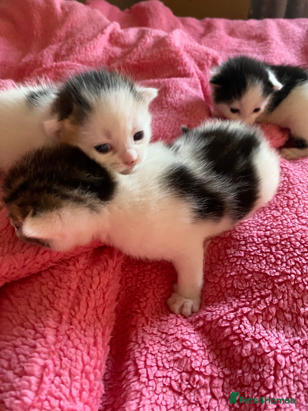 British Shorthair cats for sale: Beautiful baby kittens ready 23rd Dec - Advert 4