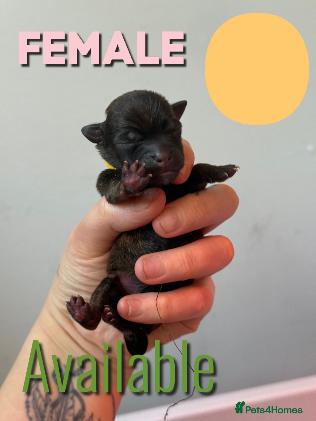 Mixed Breed dogs for sale: Mixed Breed Puppies - Image 18