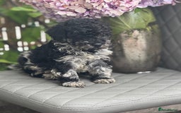 Cockapoo dogs for sale: ✨Stunning health tested Cockapoo pups✨ - Image 2