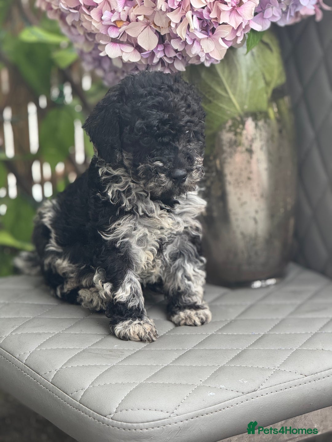 Cockapoo dogs for sale: ✨Stunning health tested Cockapoo pups✨ - Image 2