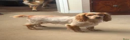 Cocker Spaniel dogs for sale: KC registered working cocker spaniel pups in Goole - Advert 28