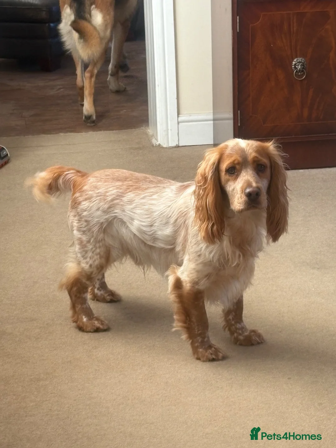 Cocker Spaniel dogs for sale: KC registered working cocker spaniel pups in Goole - Advert 28