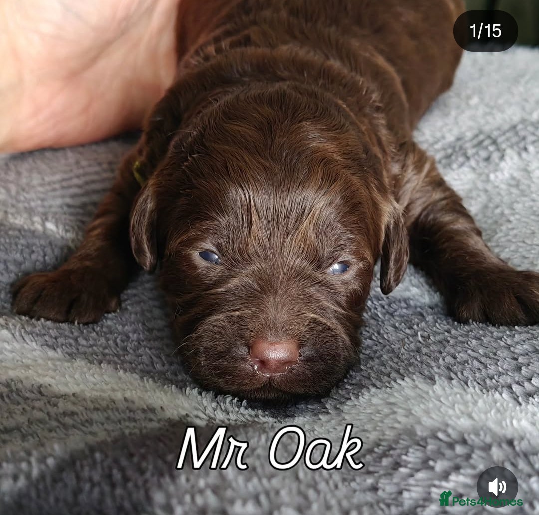 Mixed Breed dogs ✨Genetics Clear Australian Labradoodles✨ - Advert 10