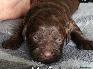 Mixed Breed dogs ✨Health Tested Australian Labradoodles✨ - Advert 17