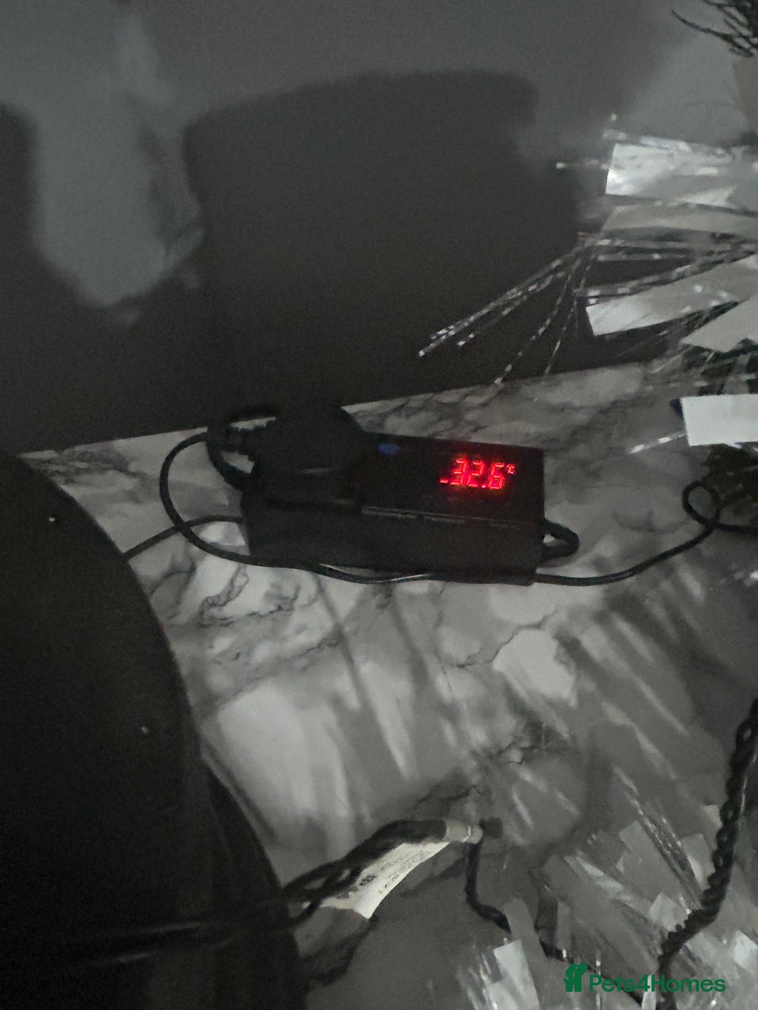 Python Snake reptiles for sale: Male python 5 months old - Advert 11