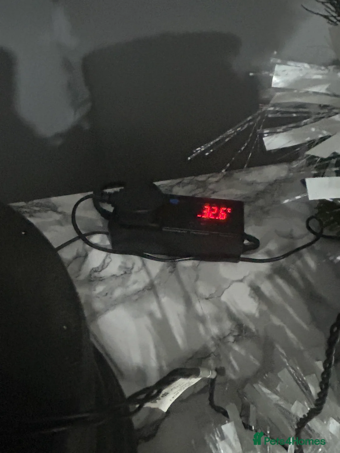 Python Snake reptiles for sale: Male python 5 months old - Advert 11