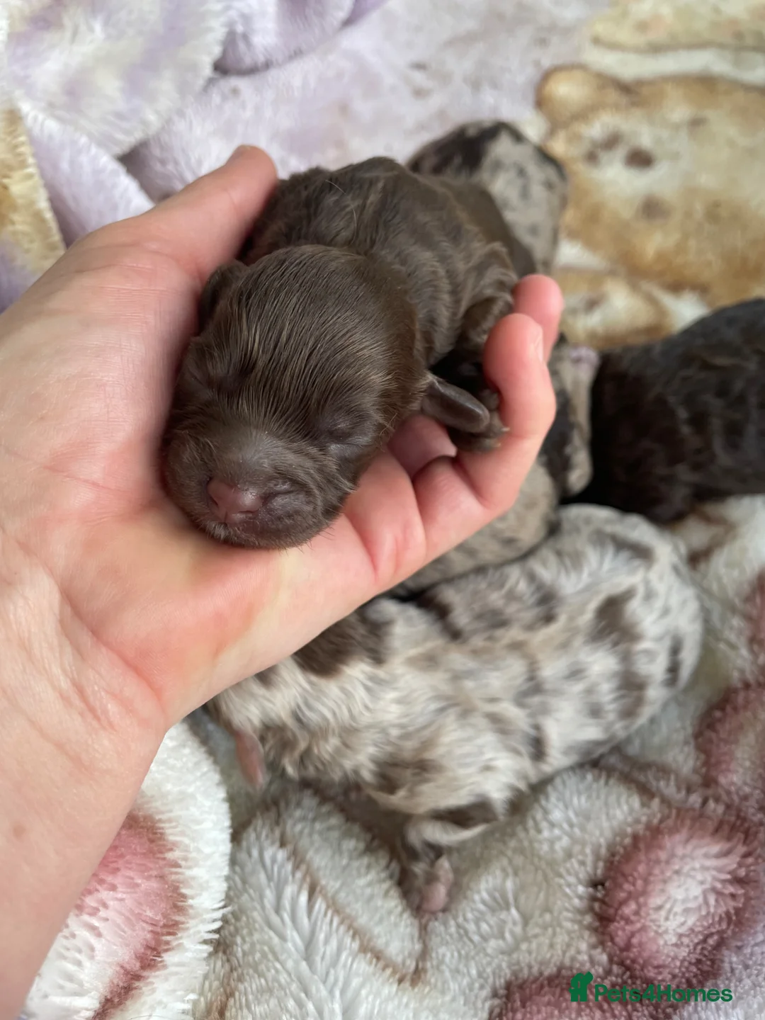 Cavapoo dogs for sale: Stunning Merle F1b cavapoo puppies for sale  - Advert 2