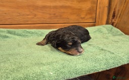 Bernedoodle dogs for sale: F1 Bernedoodle - Image 1