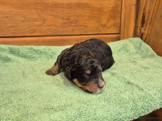 Bernedoodle dogs - Advert 1