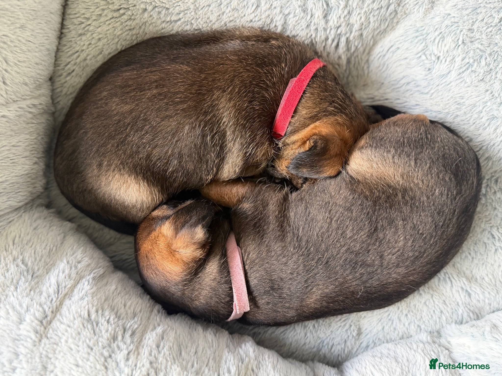 Border Terrier dogs for sale: 2 x Border Terrier Bitches.   - Advert 1