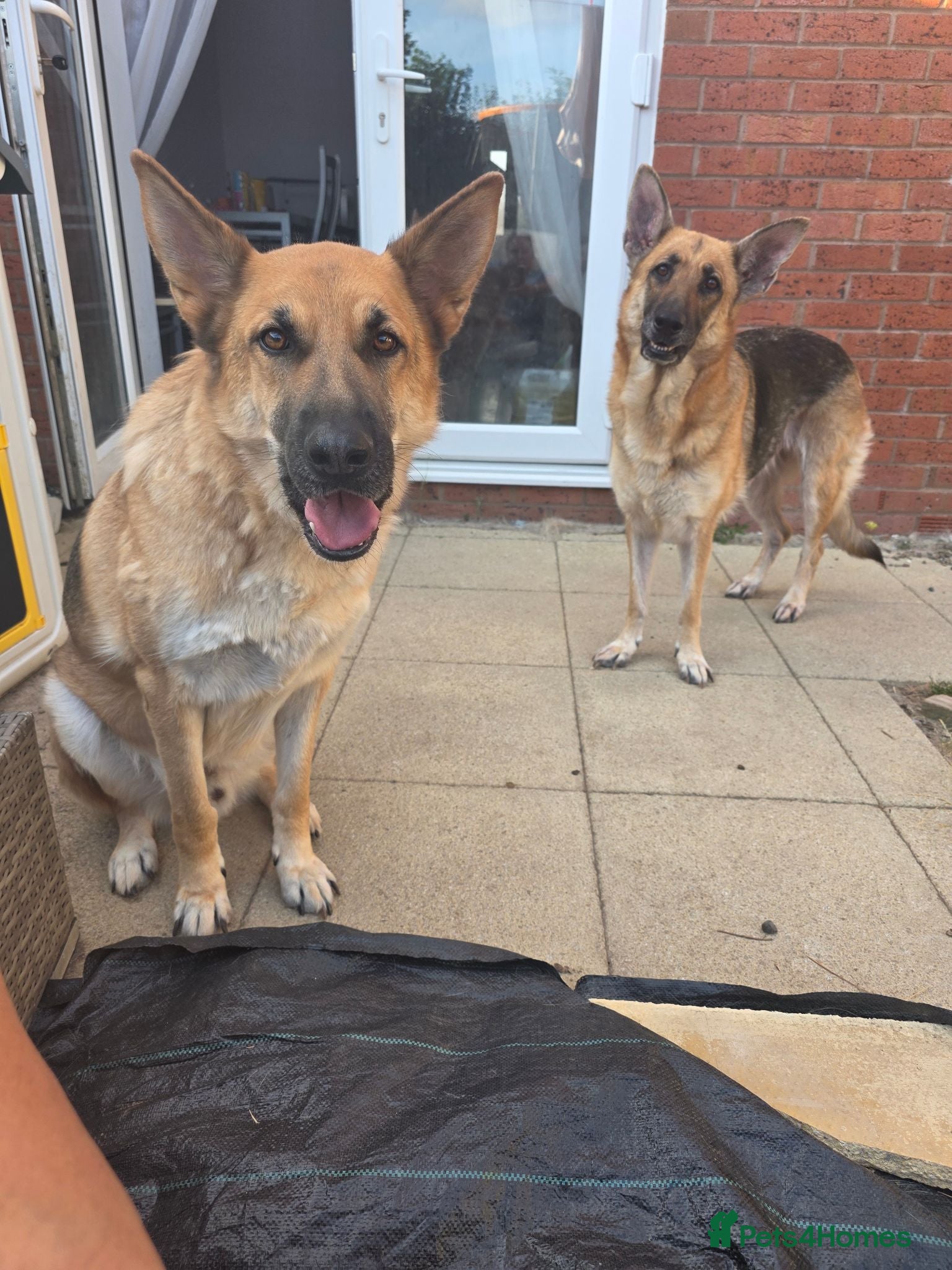 Mixed Breed dogs Male German shepherd for adoption  - Advert 3