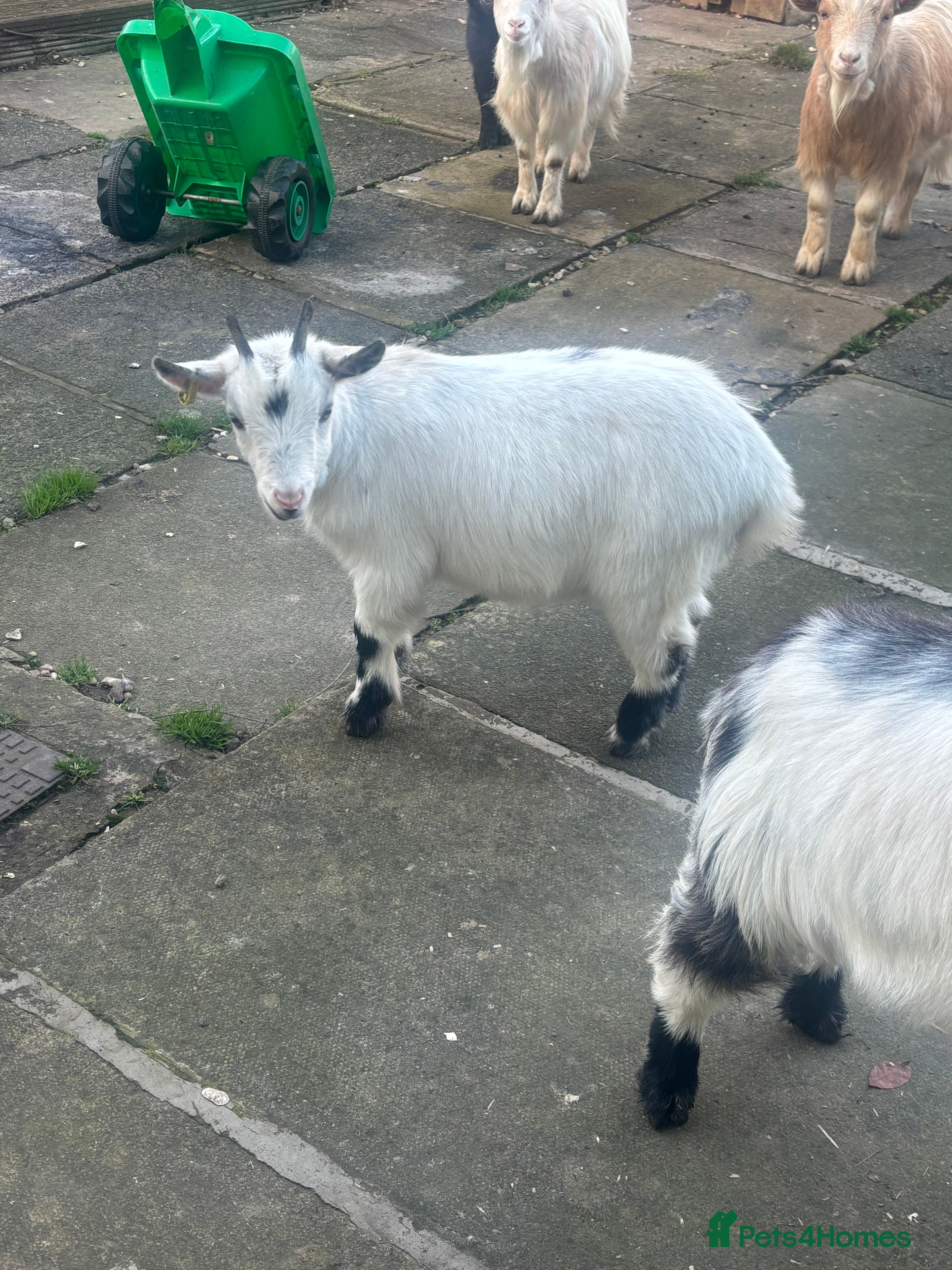 Goats livestock Loving goats looking for new pastures  - Advert 12
