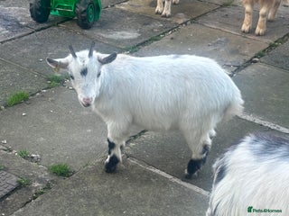 Goats livestock Loving goats looking for new pastures - Advert 6