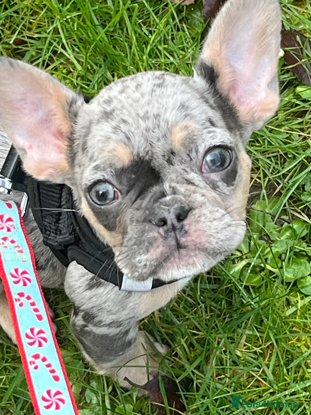 French Bulldog dogs for sale: Beautiful French bulldog pups ready to leave now - Advert 3