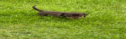 Dachshund dogs for sale: Gorgeous  Dachshund puppies for sale in Dorchester - Advert 8
