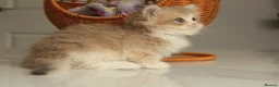 British Longhair cats for sale: Rare color Cinnamon Golden BLH - Advert 4