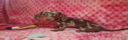 Miniature Dachshund dogs for sale: Miniture dachshund puppies  - Advert 17