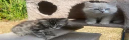 Siberian cats for sale: 3 Adorable Siberian Kittens Available - Advert 16