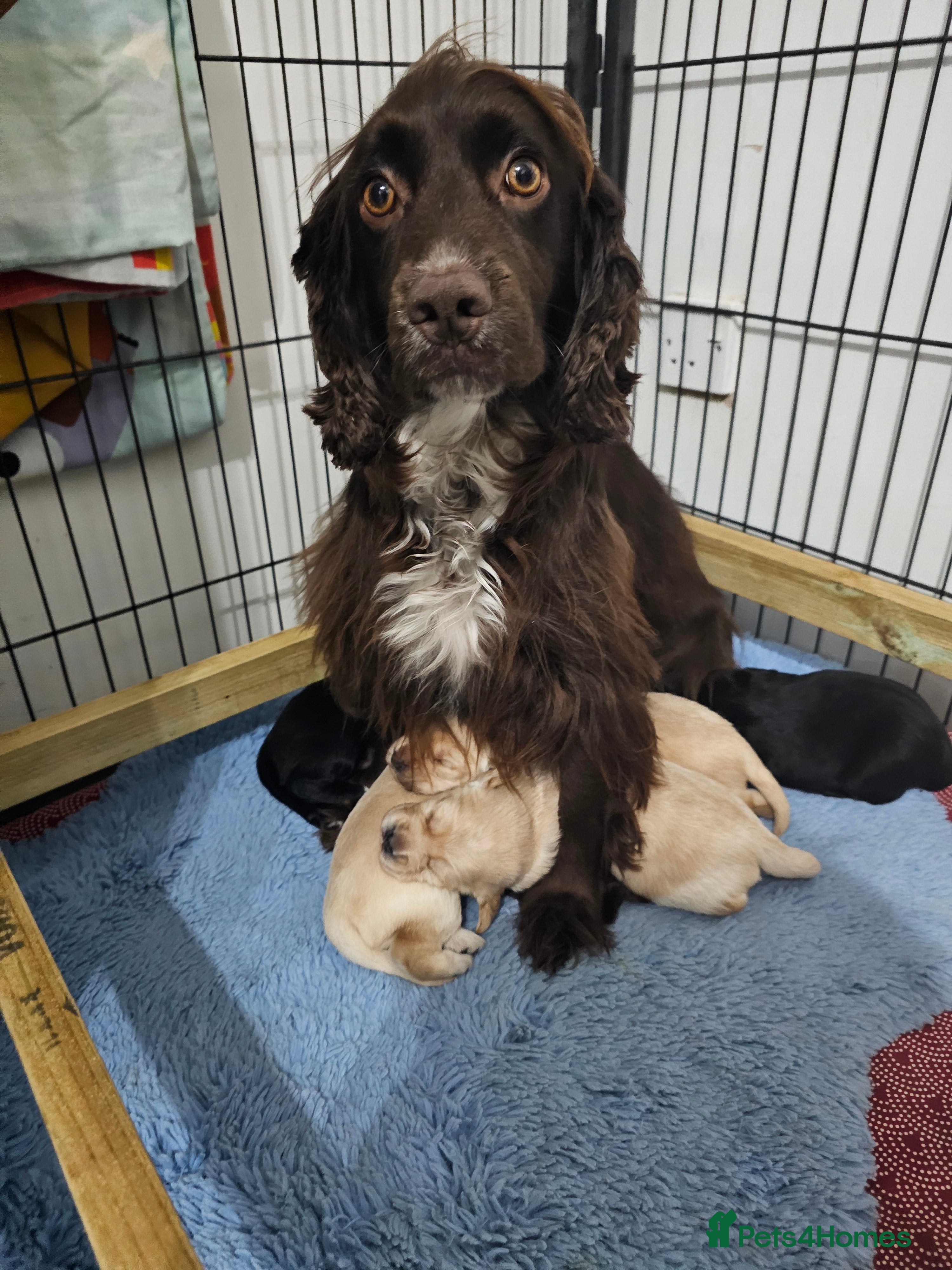 Cockerdor dogs The most loving Cockerdor/Spanador - Advert 1