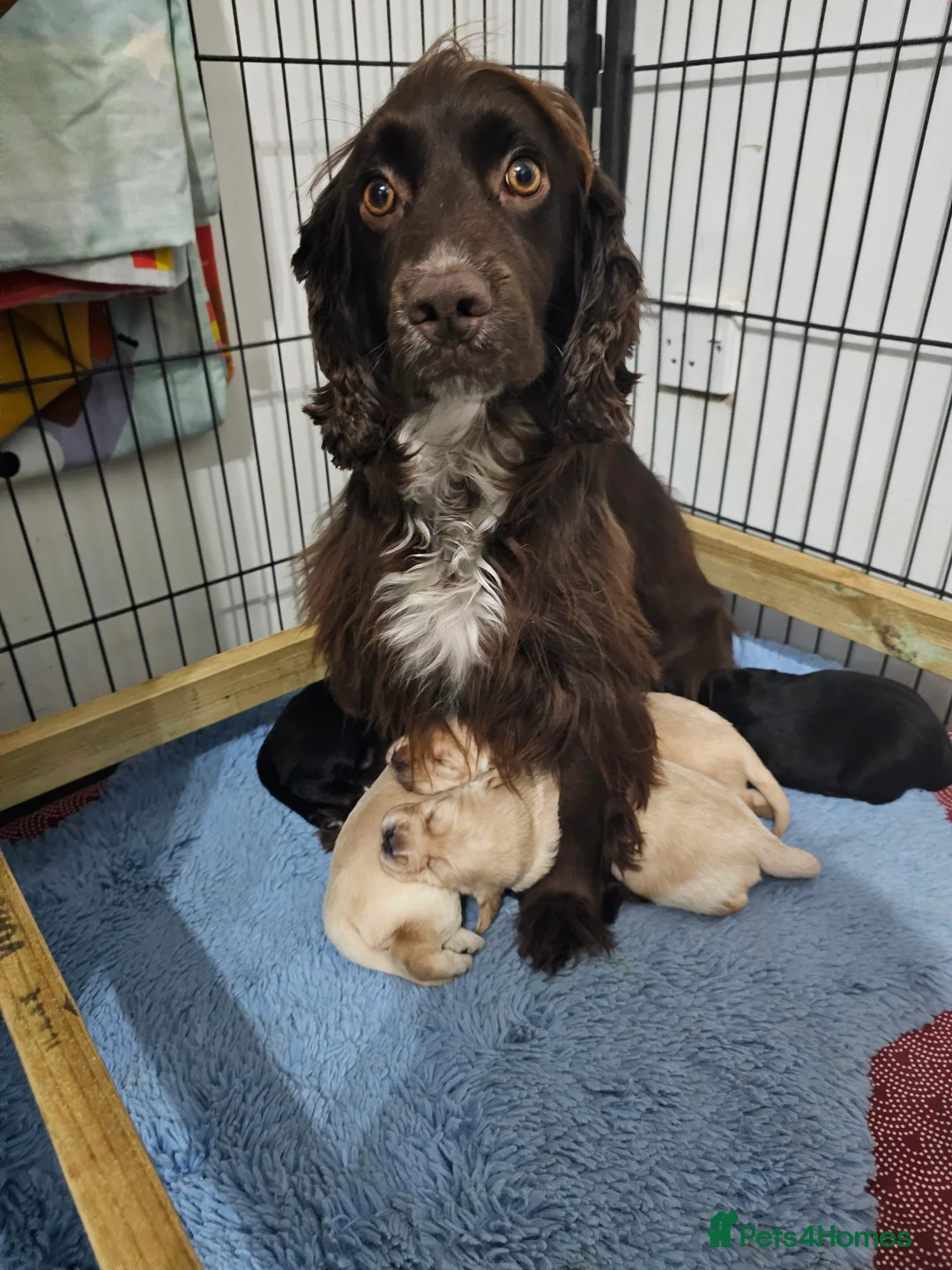 Cockerdor dogs for sale: The most loving Cockerdor/Spanador - Advert 1