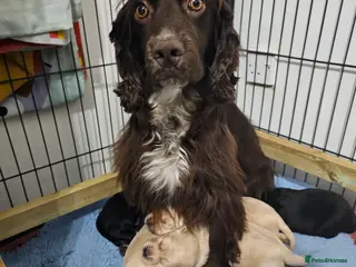 Cockerdor dogs The most loving Cockerdor/Spanador - Advert 1