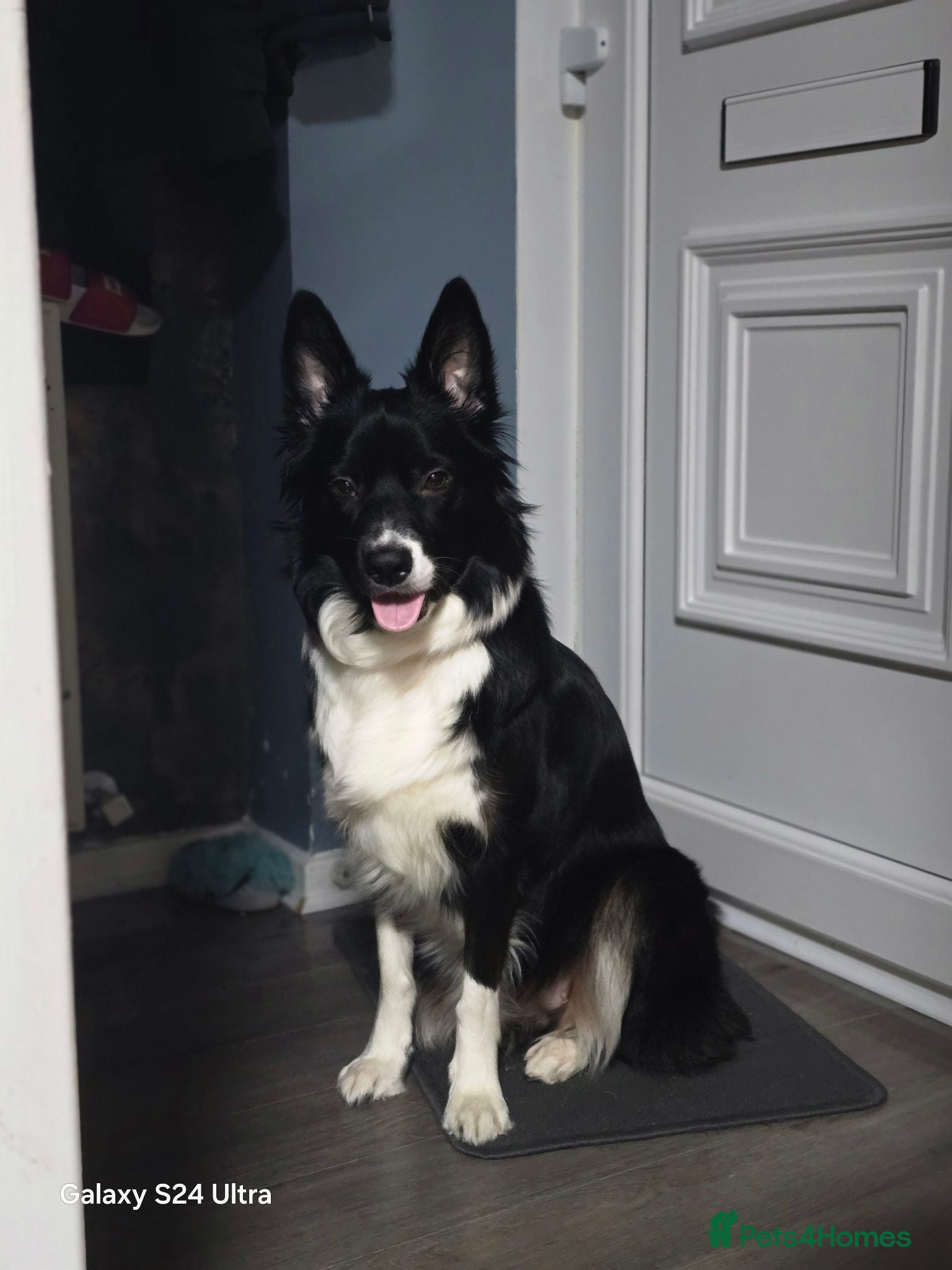 Border Collie dogs BORDER COLLIE PUPPIES – BEAUTIFUL LITTER OF 9  - Advert 2