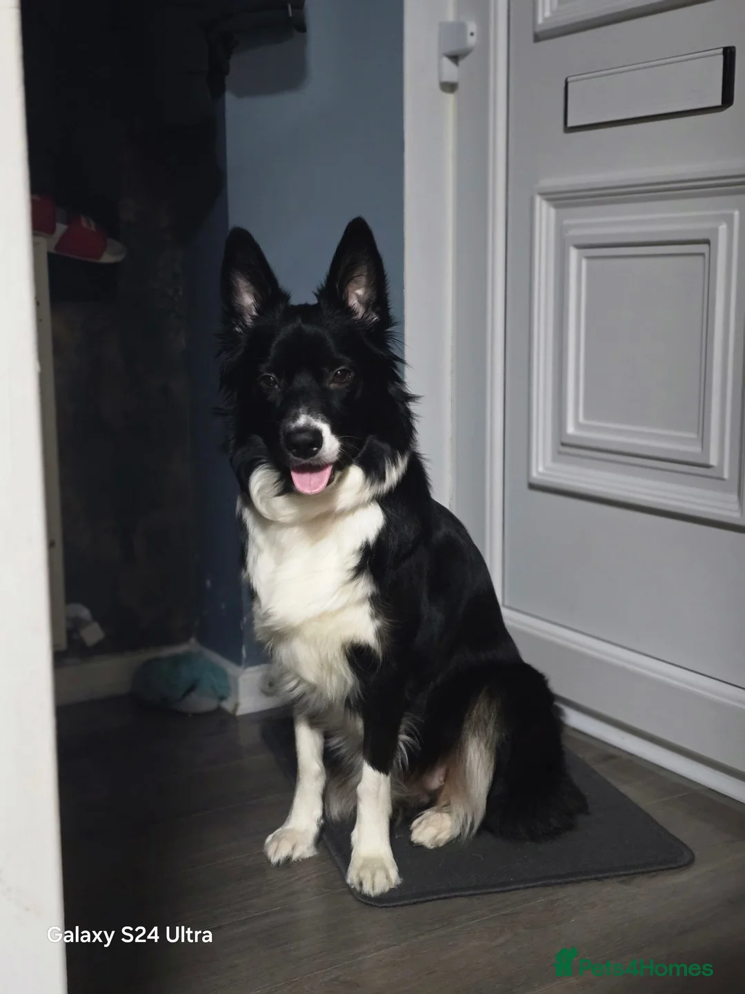 Border Collie dogs for sale: BORDER COLLIE PUPPIES – BEAUTIFUL LITTER OF 9  in Wishaw - Advert 1