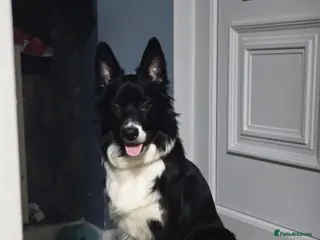 Border Collie dogs BORDER COLLIE PUPPIES – BEAUTIFUL LITTER OF 9 - Advert 2