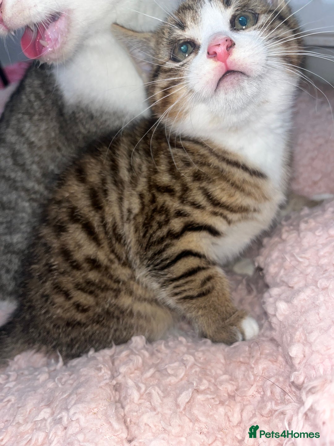 Mixed Breed cats for sale: Beautiful Half Bengal Boy Looking For His New home - Advert 17