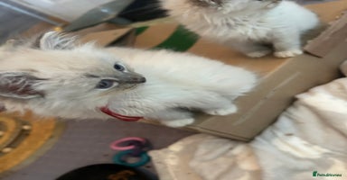 Ragdoll cats - Advert 10