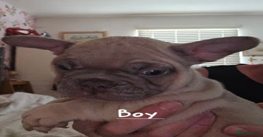 French Bulldog dogs - Advert 1