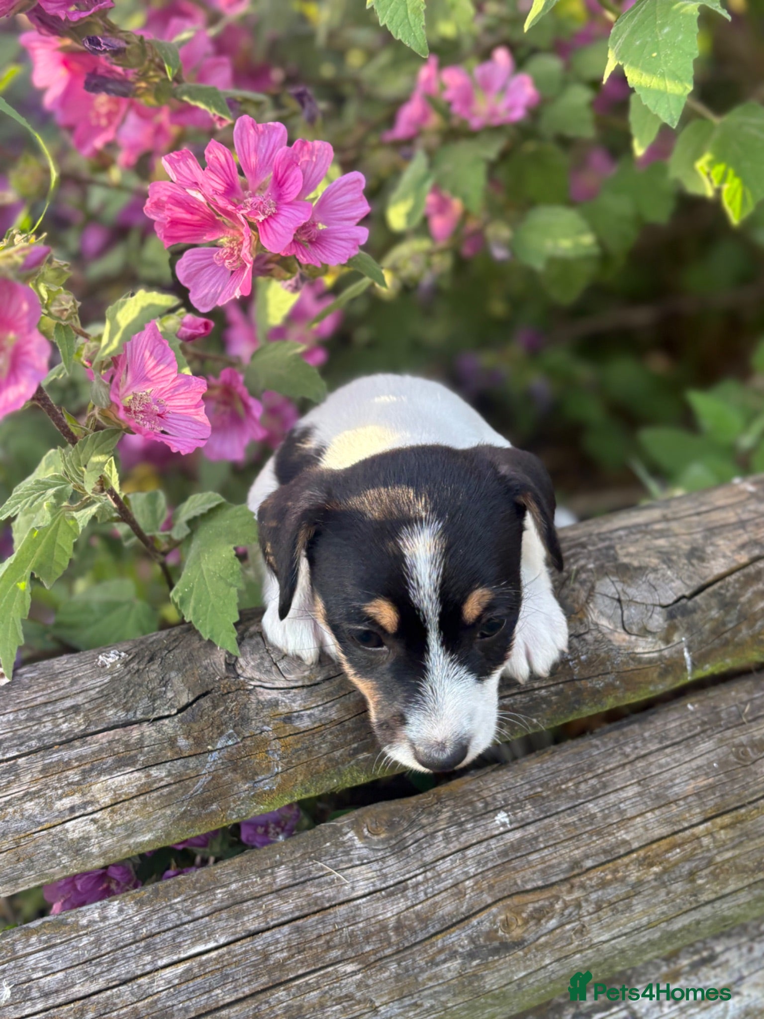 Jack Russell dogs The cutest girl puppies  - Advert 13