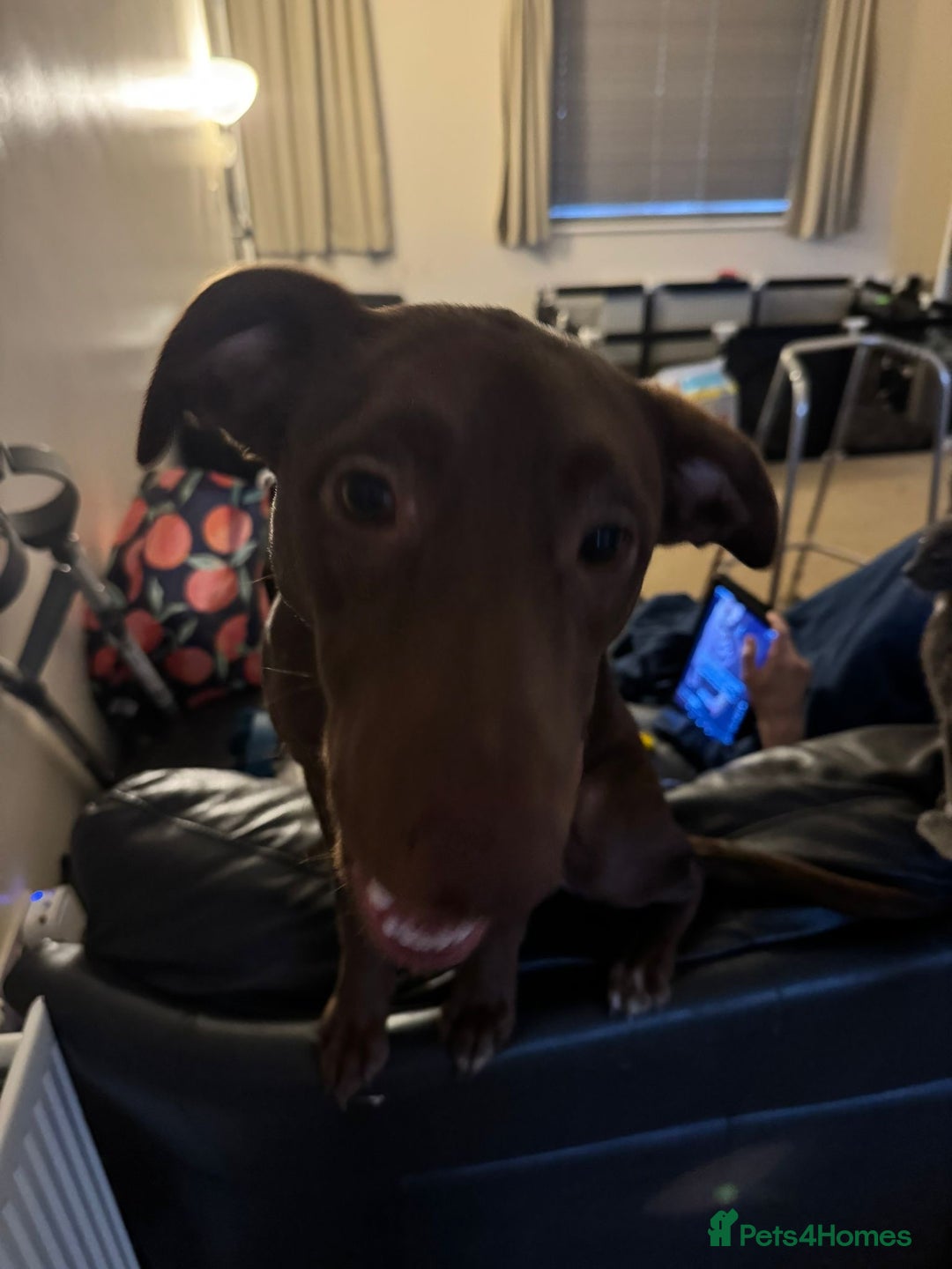 Borador dogs for sale: 7 month old puppy for sale  - Advert 2