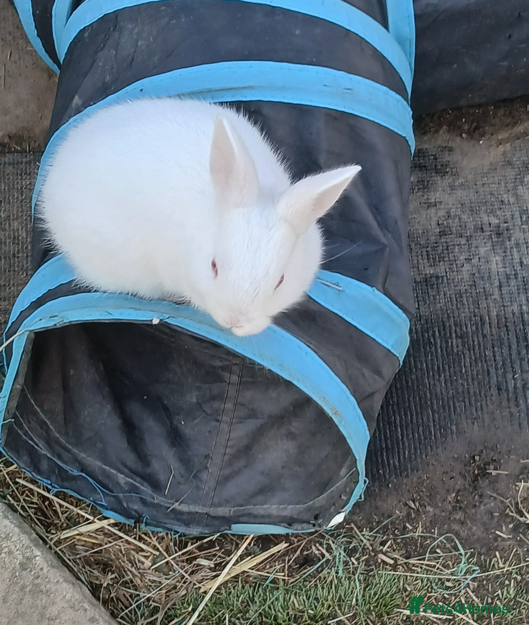 Mixed Breed rabbits for sale: 5 beautiful little rabbits - Image 3